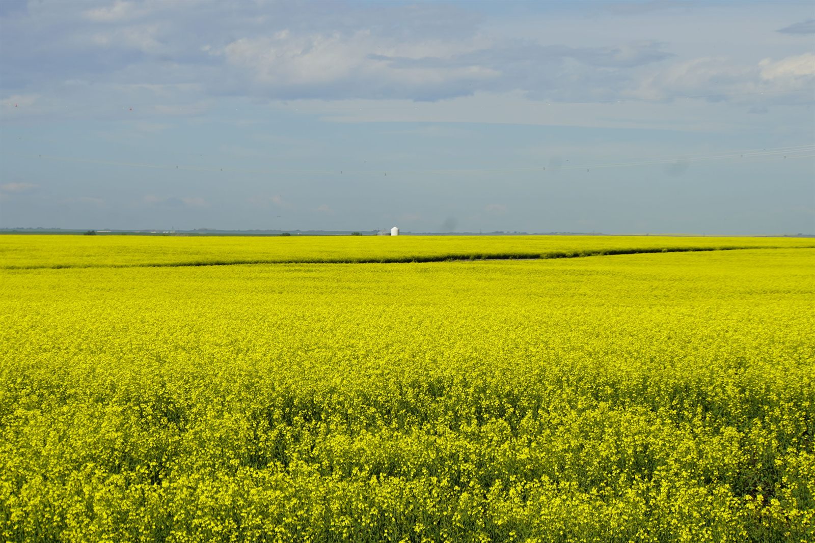 A bright canola field stretching to the horizon